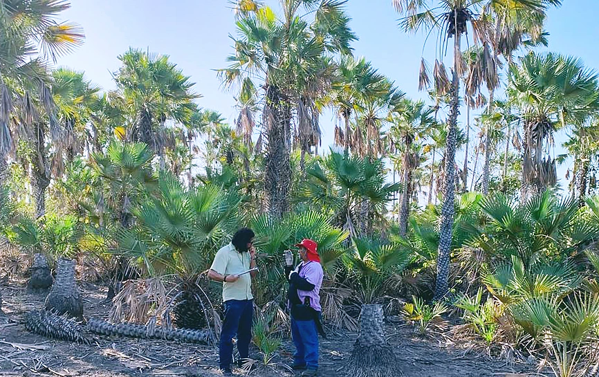 Carnauba plantation